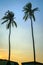 Two Coconuts tree background blue sky