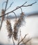 Two cocoons hang on a branch.