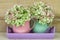 Two coffee mugs filled with hydrangea