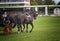 Two cold-blooded horses in steam harnessed in a towing harness at a race with forman