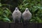 Two collared doves looking straight at the camera