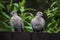 Two collared doves sitting on a dark coloured wooden garden fence