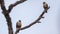 Two Collared Falconets on Tree Branch