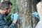 two colleagues scientists examining and taking sample of bark of tree