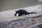 Two-color cats, white, black, lying on the floor, happy