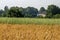 Two color cereal field with country house