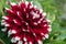 Two-color Dahlia Hummingbird Flower - Duet closeup on a green background