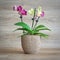 Two color flowering orchid in flower pot