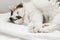 A two-color fluffy Siberian cat is lying on white bed linen