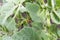 Two colorado beetles (potato beetle) sitting on potato leaves.