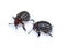 Two Colorado potato beetles isolated on a white background