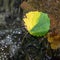 Two-colored autumn leaf stuck behind a stone in the river