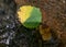 Two-colored autumn leaf stuck behind a stone in the river