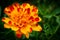 Two colored beautiful marigolds