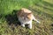 A two-colored cat, reddish white, which lies on the grass and looks out into the distance, on a beautiful spring day, at the cotta