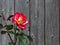Two colored Rose in front of wooden background.