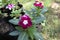 Two colored shaded White and magenta dual color Vinca or Periwinkle flower closeup with green leaves and grass background