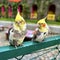 Two Colorful Cockatoos Interacting With Each Other