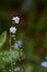 Two colorful flowers in isolation