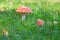 Two colorful fly agaric in the green grass. Poisonous mushrooms