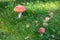 Two colorful fly agaric in the green grass. Poisonous mushrooms