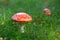 Two colorful fly agaric in the green grass. Poisonous mushrooms