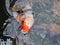 Two Colorful Koi or carp chinese fish in water