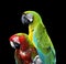 Two colorful macaw parrots