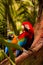 Two colorful Macaws