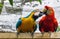 Two Colorful Macaws