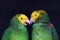 Two colorful parrots in friendly talk, Amazona ochrocephala oratrix, portrait