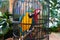 Two colorful parrots sit in black cage