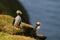 Two colorful Puffin in natural enviroment on blue background