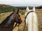 Two colorful quarter horses enjoying a long trail ride at Montana De Oro in California overlooking the ocean