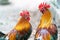 Two colorful roosters with blur nature background