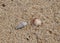 Two colorful seashells on the sand on a sunny summer day. Cone-shaped and comb-shaped seashells on the seashore