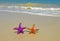 Two colorful seastars