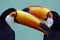 Two colorful toucans