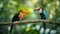 Two colorful toucans sitting on a branch, surrounded by rich green foliage