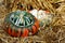 Two colorful Turk Turban squash.