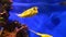 Two colorful yellow tropical Longhorn cowfish, Lactoria cornuta, also called horned boxfish swimming in aquarium in blue