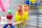 Two colorfull lovebirds. red and yellow colors. troplical pets