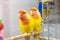 Two colorfull lovebirds. red and yellow colors. troplical pets