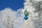 Two colour balls on a snow-covered tree