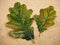 Two colourful oak leaves on a paving stone