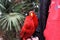 Two colourful red parrots parakeets tropical birds sitting on arm
