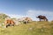 Two colt grazing with they mother in Echo\'s Valley