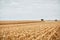 Two combine harvesters harvesting maize