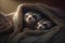 Two Comfy Ferrets Wrapped Up in a Soft Blanket in Their Bed