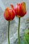 Two common beautiful spring red tulip in bloom in the garden